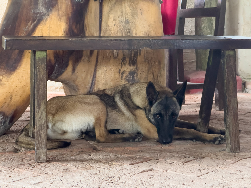 Hundi der Schuhdieb. Ein Hundeblick der kein Wässerchen trüben kann