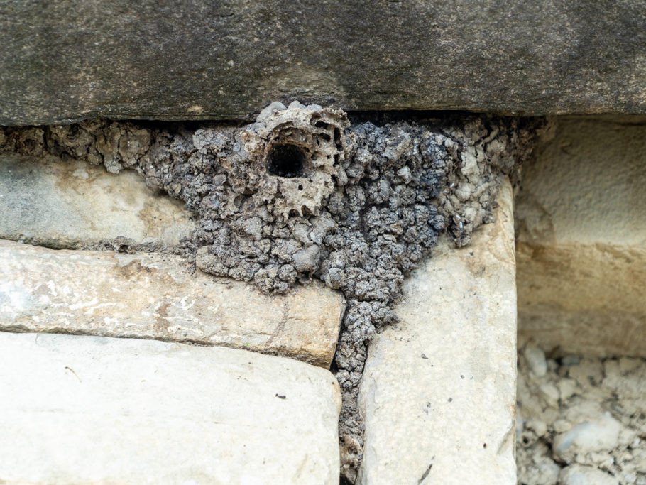 Bienennest an einer Pyramide