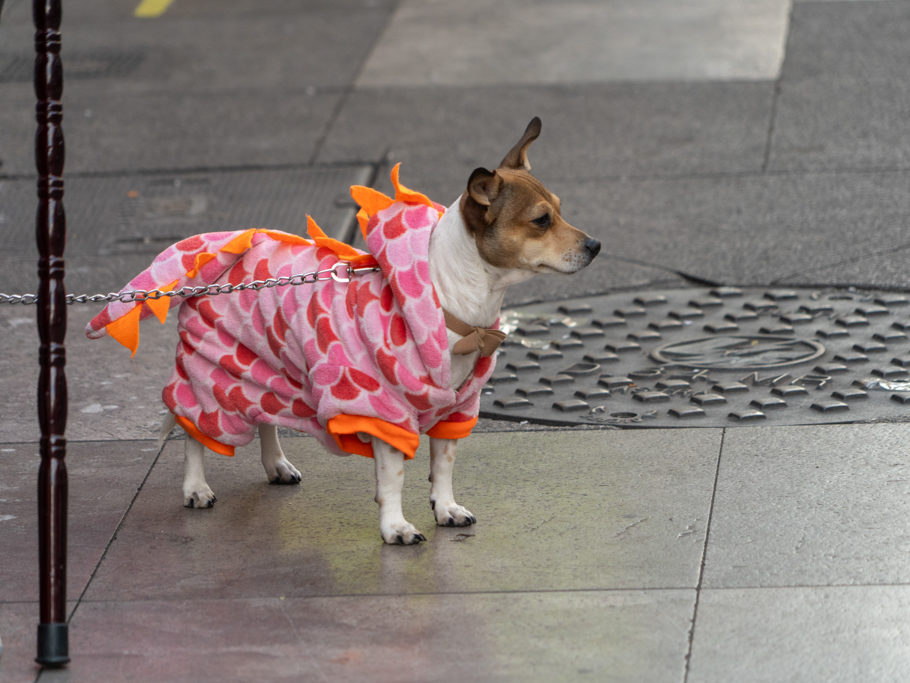 Strassenbild mit kleinem Hund in CDMX