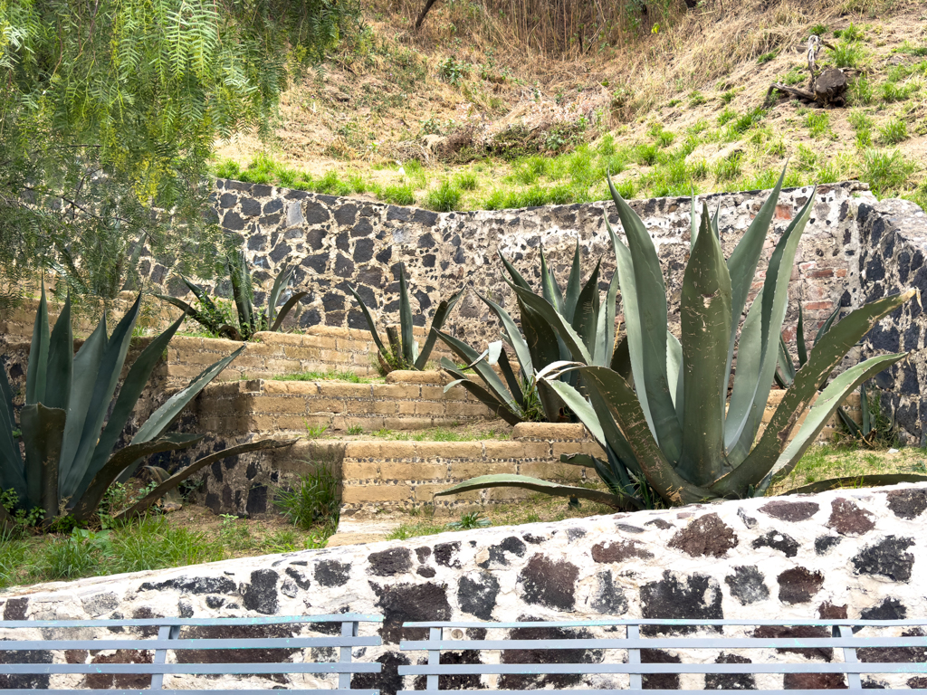 Grosse Agaven auf einem kleinen freigelegten Stück der Pyramide in Cholula