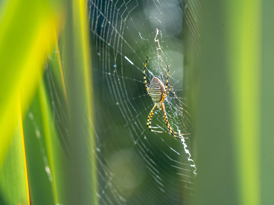 Spinnennetz am frühen Morgen im Sonnenlicht