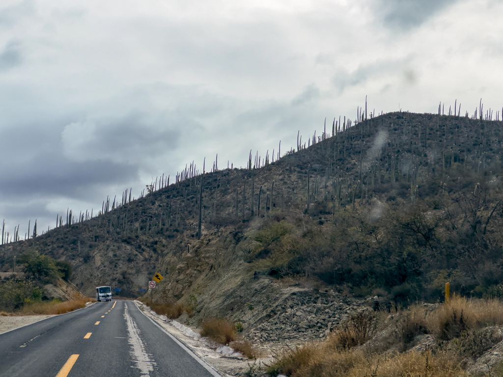 auf dem Weg ins Tehuacán-Cuicatlán Biosphären Reservat; erste Pachycereus pringlei sind zu sehen