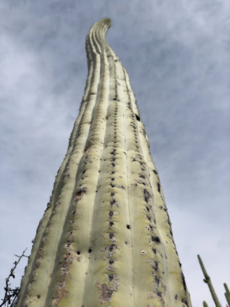 Ein mächtiger Pachycereus pringlei reckt sich in den Himmel