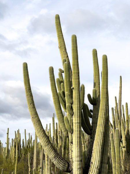 viele Pachycereus pringlei im Tehuacán-Cuicatlán Biosphären Reservat