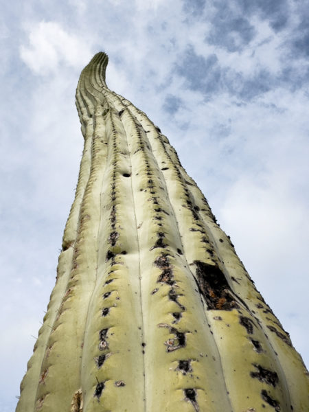 Ein mächtiger Pachycereus pringlei reckt sich in den Himmel