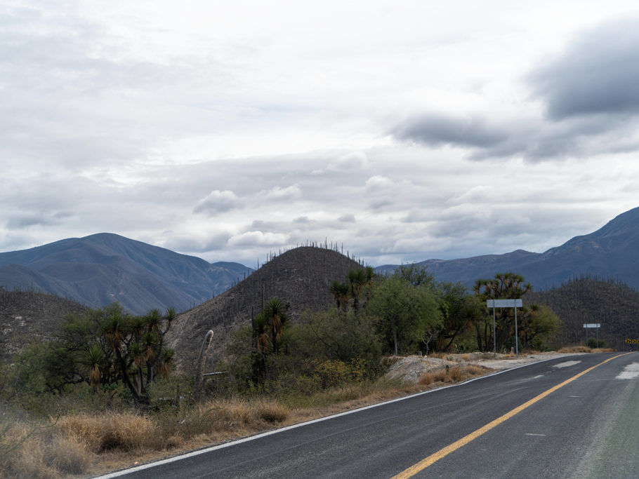 auf dem Weg ins Tehuacán-Cuicatlán Biosphären Reservat; erste Pachycereus pringlei sind zu sehen
