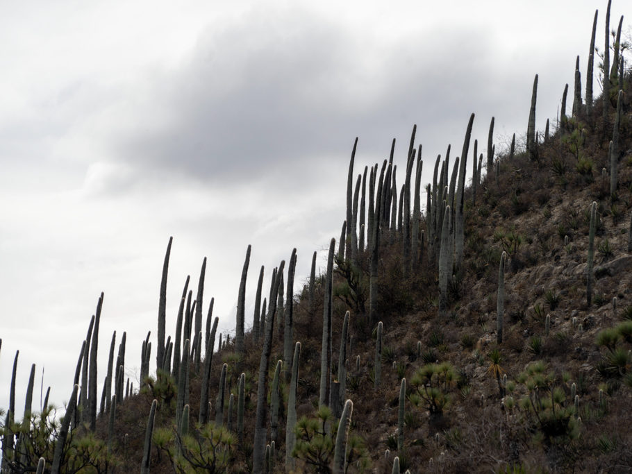 auf dem Weg ins Tehuacán-Cuicatlán Biosphären Reservat; erste Pachycereus pringlei sind zu sehen