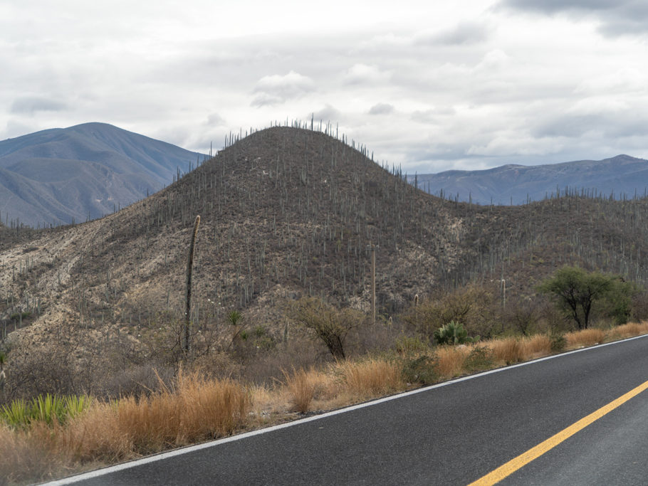 auf dem Weg ins Tehuacán-Cuicatlán Biosphären Reservat; erste Pachycereus pringlei sind zu sehen