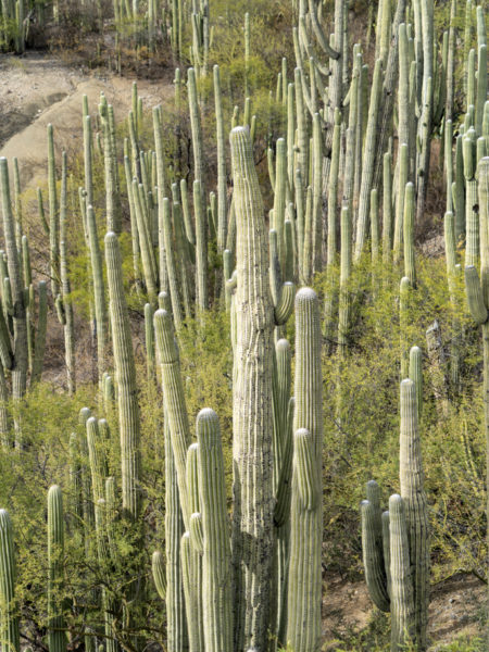 im Tehuacán-Cuicatlán Biosphären Reservat