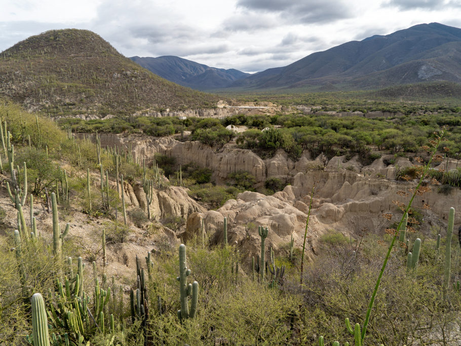 Blick in die Landschaft des Tehuacán-Cuicatlán Biosphären Reservates