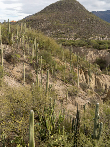 Tehuacán-Cuicatlán Biosphären Reservat