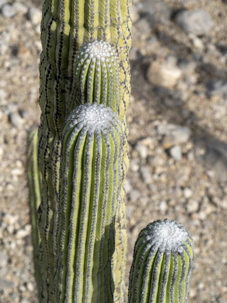 noch sind sie klein und fein: Die Stacheln eines Pachycereus pringlei