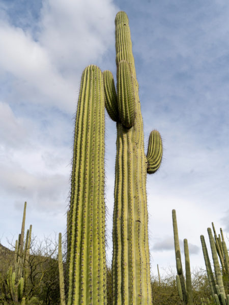 Ein mächtiger Pachycereus pringlei reckt sich ausladend in den Himmel