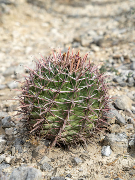 ein kleiner Ferocactus im Tehuacán-Cuicatlán Biosphären Reservat