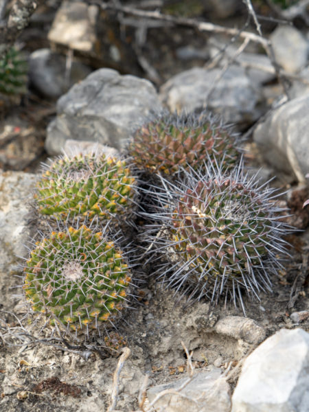 vier kleinere Ferocactus im Tehuacán-Cuicatlán Biosphären Reservat