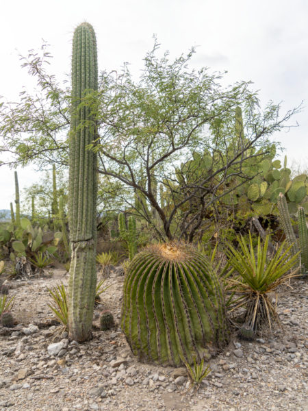 ein noch etwas kleiner Pachycereus pringlei neben einem mittleren Goldkugelkaktus und einer Yucca