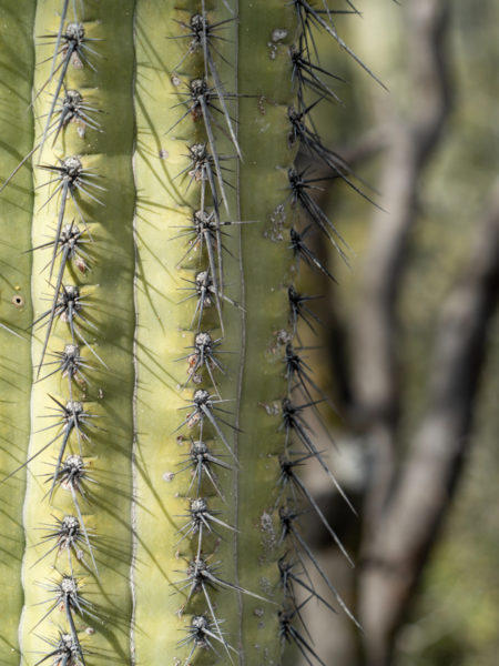 Stacheln eines Pachycereus pringlei in Grossaufnahme