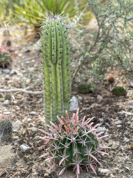 ein noch kleiner Pachycereus pringlei mit einem kleinen Ferocactus