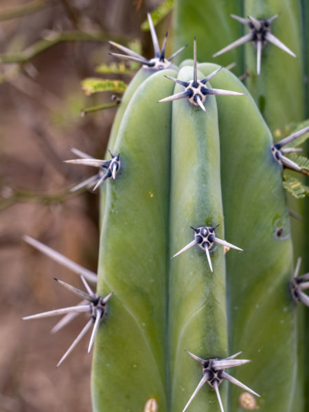 Stacheln eines Pachycereus pringlei in Grossaufnahme