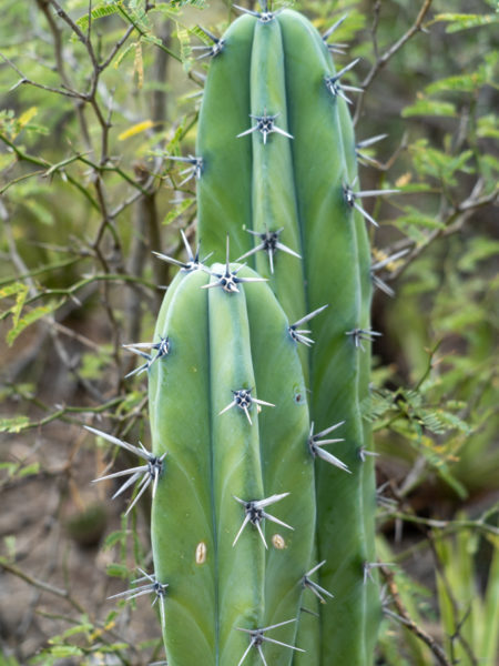 Stacheln eines Pachycereus pringlei in Grossaufnahme
