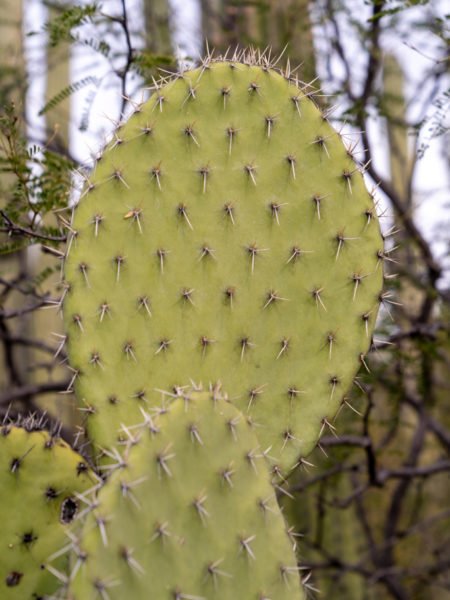 im Tehuacán-Cuicatlán Biosphären Reservat