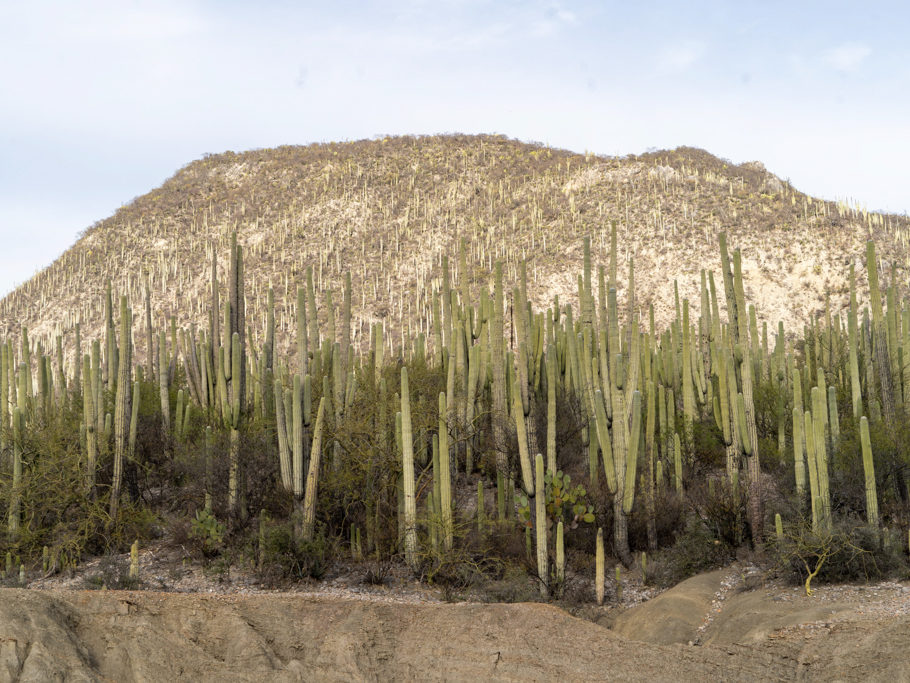 Tehuacán-Cuicatlán Biosphären Reservat
