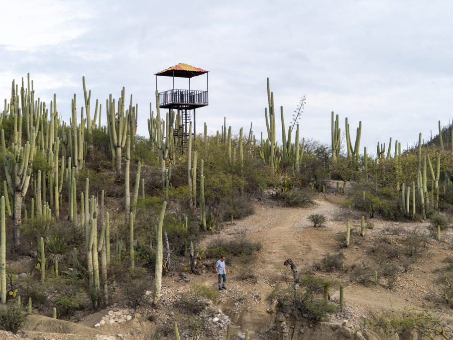 Spaziergang mit Jo durch das Tehuacán-Cuicatlán Biosphären Reservat