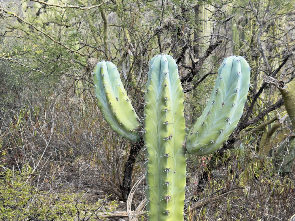 mit erhobenen Armen. Kaktus im botanischen Garten