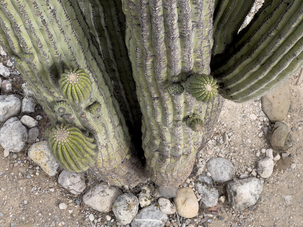 Ein Pachycereus pringlei mit einigen Knospen von oben gesehen