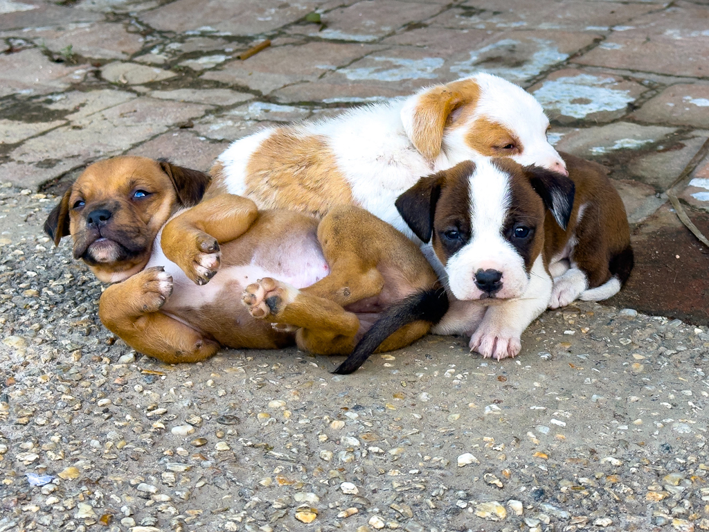 Jööö... die drei kleinen sind noch etwas müde und kuscheln aneinander