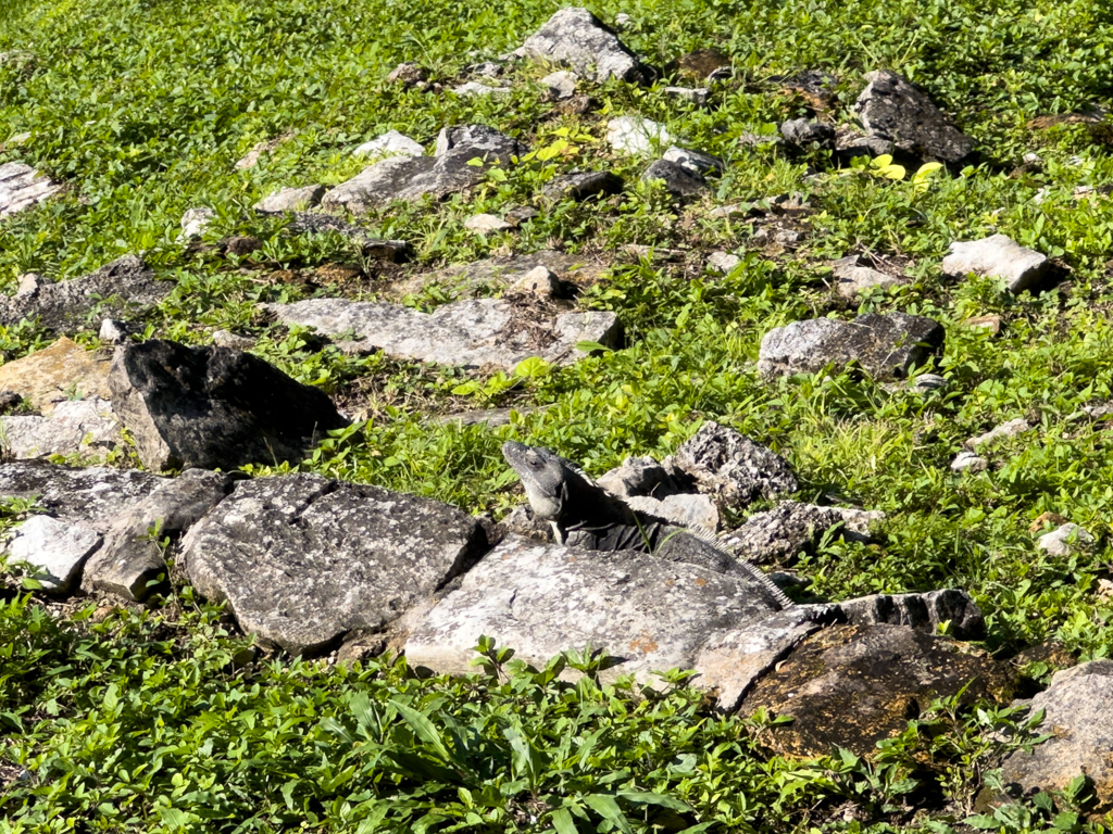 Ein Leguan lässt es sich in der Sonne gut gehen