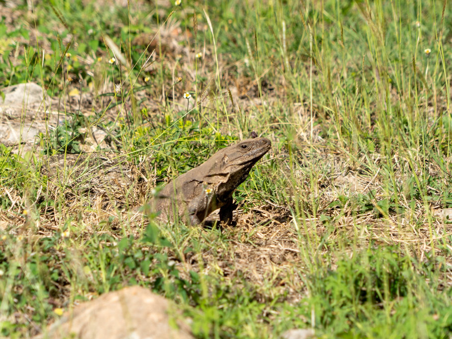 Leguan in den Oxkintok Pyramiden und Ruinen
