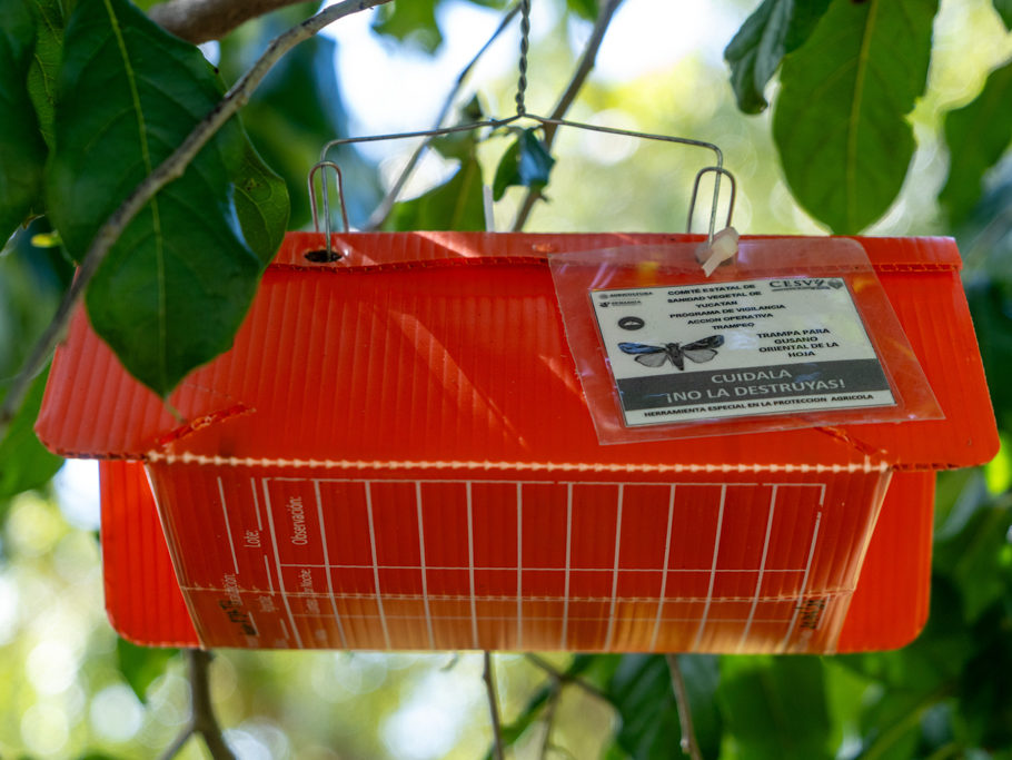 BioControl in den Ruinen von Oxkintok
