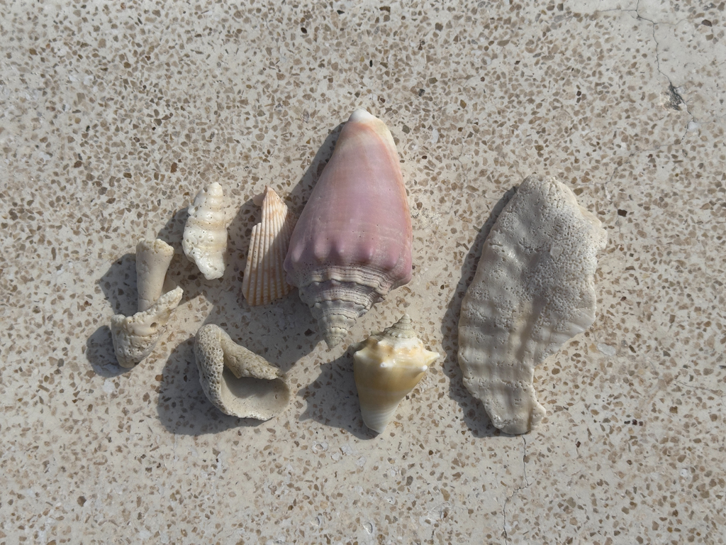 Muscheln am Strand von Progreso