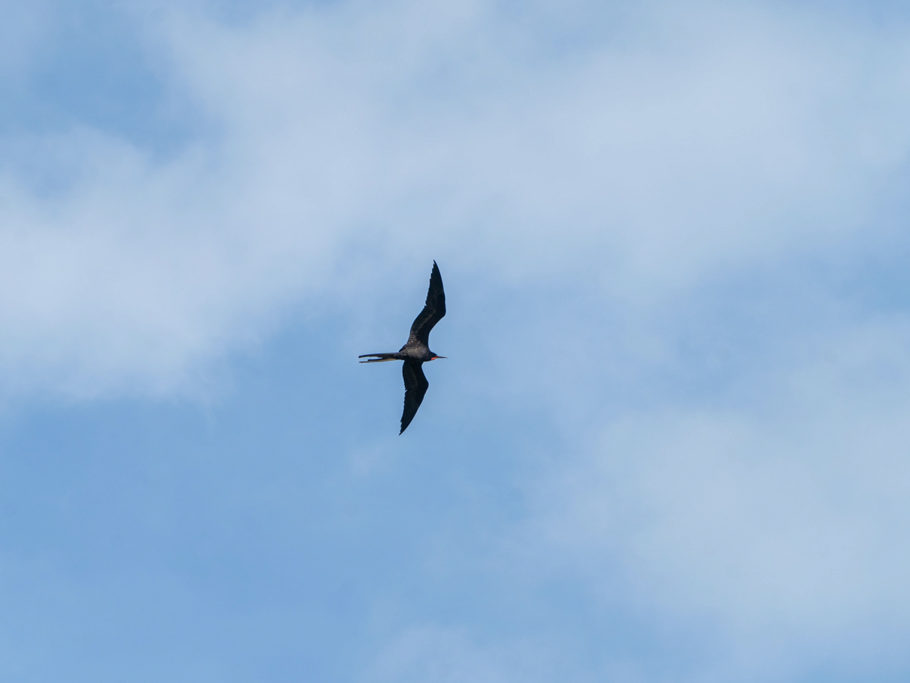 Fregatvogel in Progreso