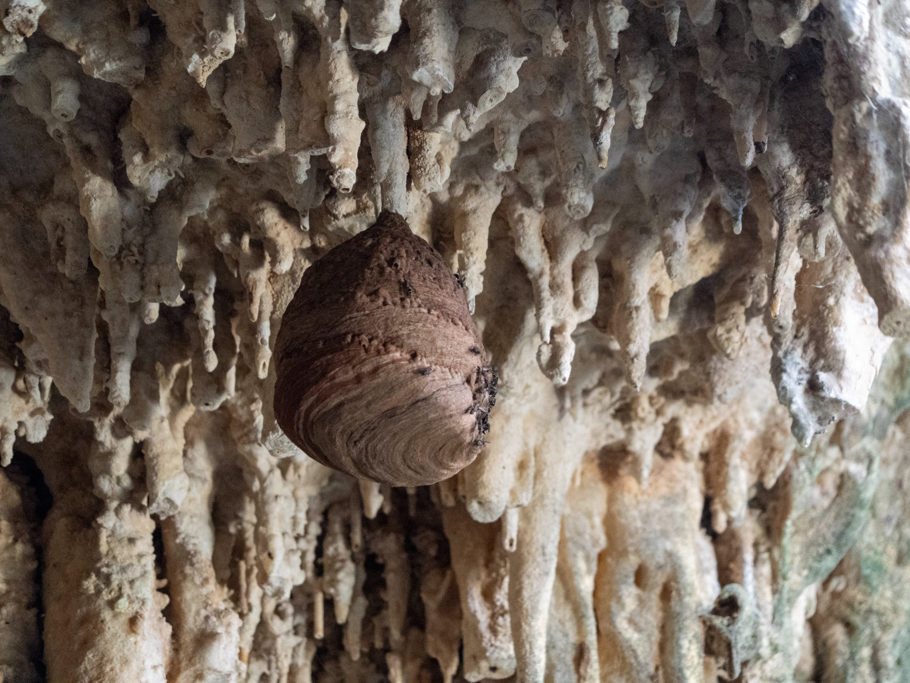 Bienennest an der Decke der Celote