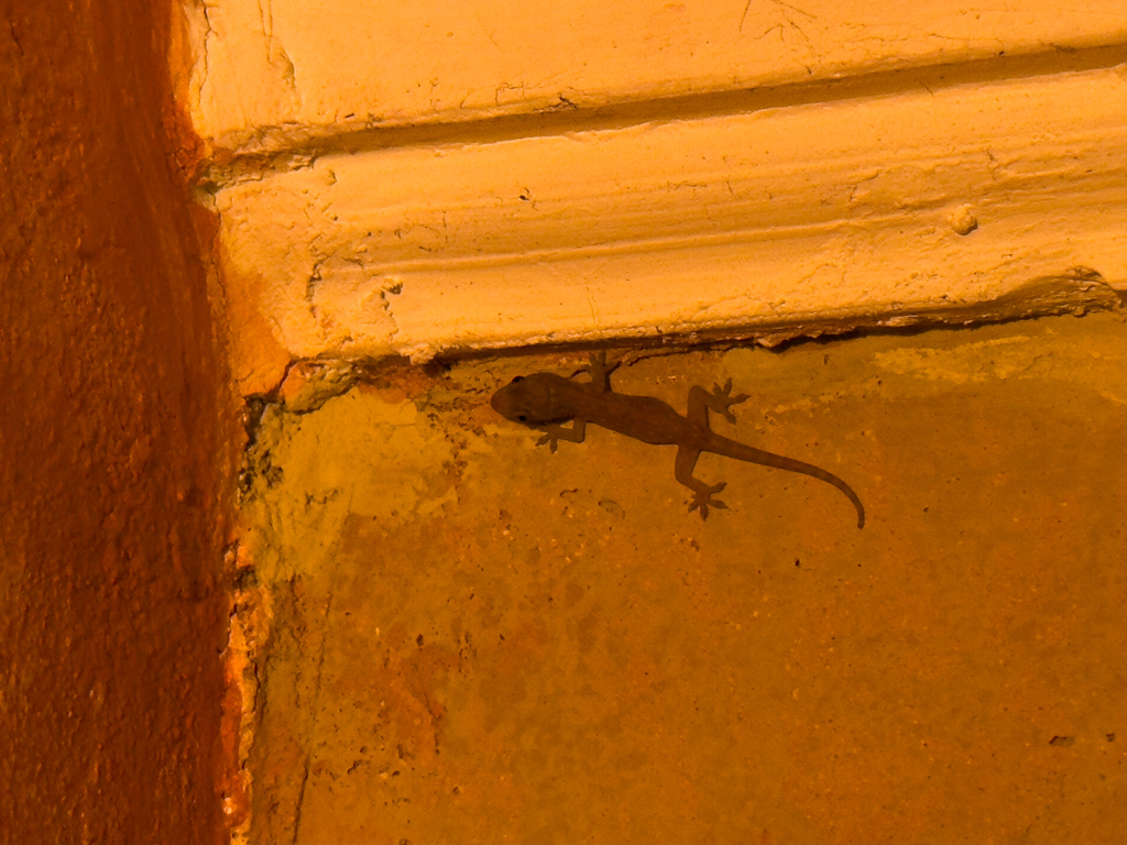 Ein Gecko klebt an der Decke