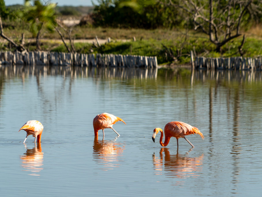Flamingos im Sonnenlicht in einer der Lagunen vor San Crisanto