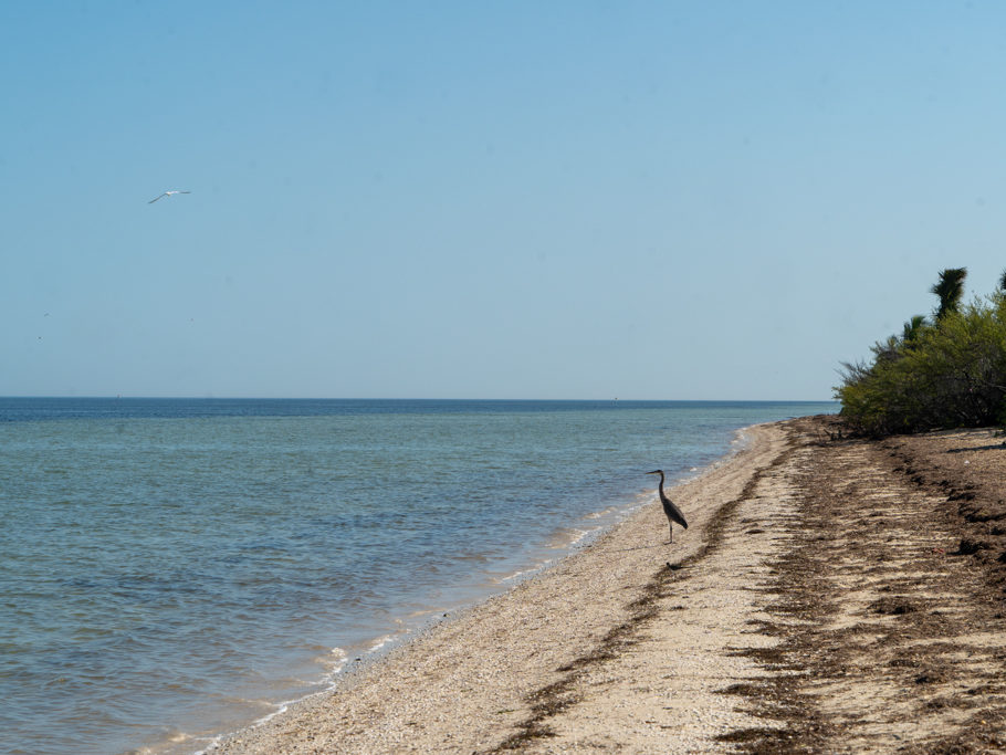 Strandspaziergang am Vormittag. Ein Reiher hält Ausschau nach Beute, oder wärmt er sich nur auf?