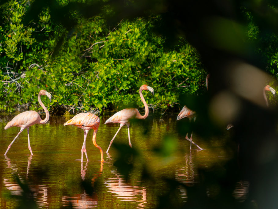 Heimlich durchs Gebüsch fotografiert: Flamingos stolzieren durch die Langune hier bei San Crisanto