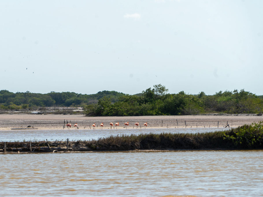 Flamingos gründeln in einer der Langunen hier bei San Cristobal