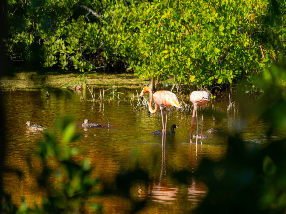 Heimlich durchs Gebüsch fotografiert: Flamingos stolzieren durch die Langune hier bei San Crisanto