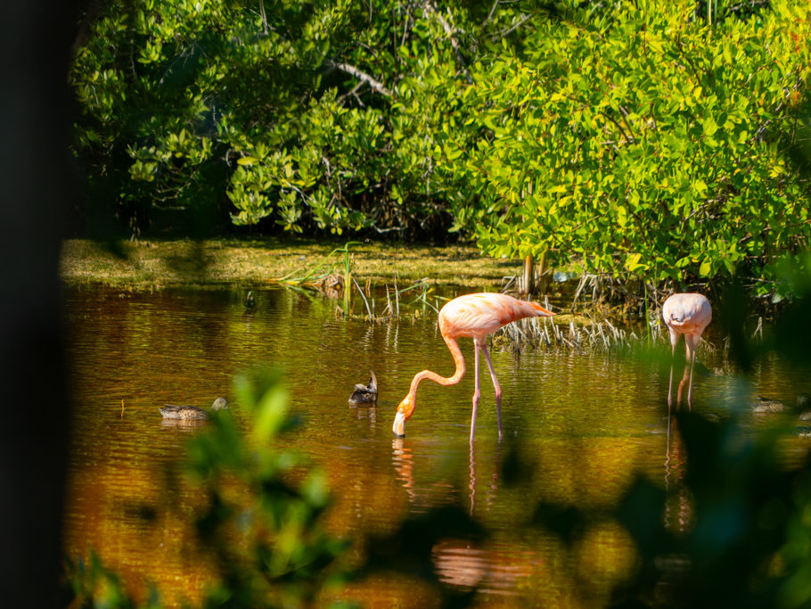 Heimlich durchs Gebüsch fotografiert: Flamingos gründeln und stolzieren durch die Langune hier bei San Crisanto