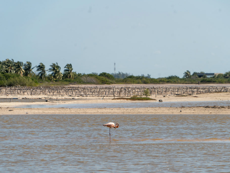Ein einsamer Flamingo in einer der Langunen hier bei San Cristobal