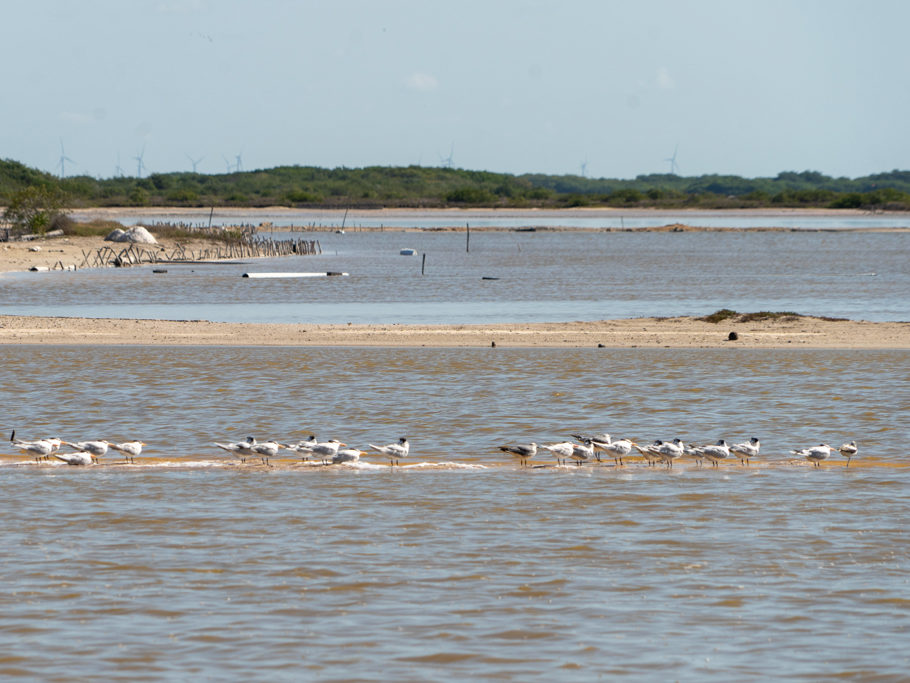 Seeschwalben auf einer kleinen Sandbank in einer der Langunen hier bei San Cristobal