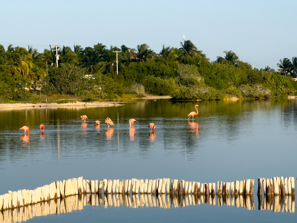 Ein paar Flamingos kurz vor Sonnenuntergang in einer der Lagunen hier bei San Cristobal