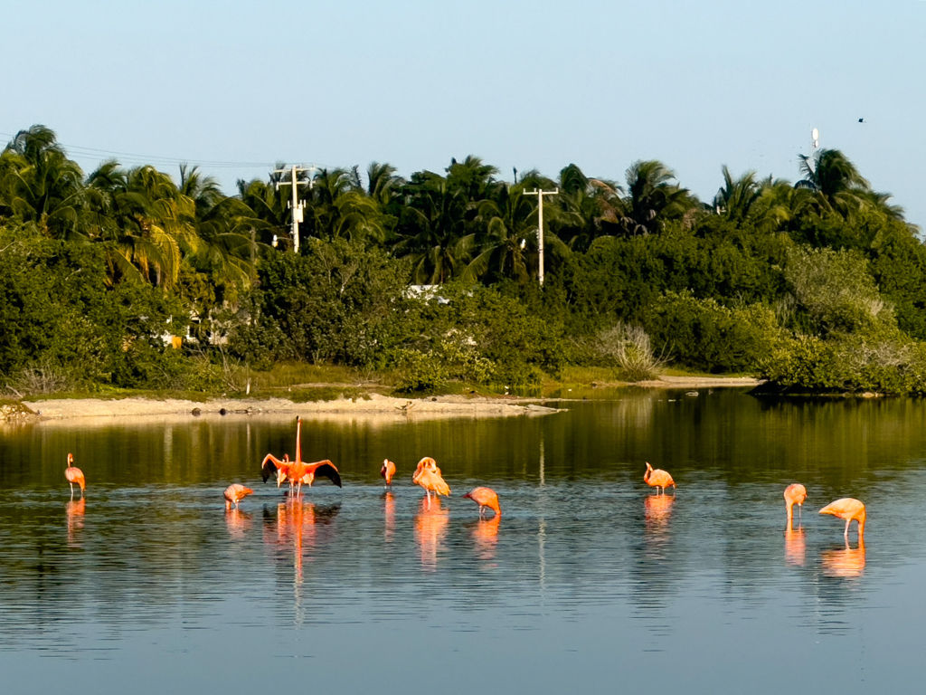 Ein paar Flamingos kurz vor Sonnenuntergang in einer der Lagunen hier bei San Cristobal