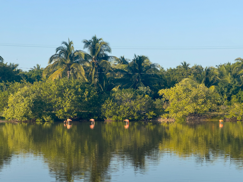 Ein paar Flamingos kurz vor Sonnenuntergang in einer der Lagunen hier bei San Cristobal