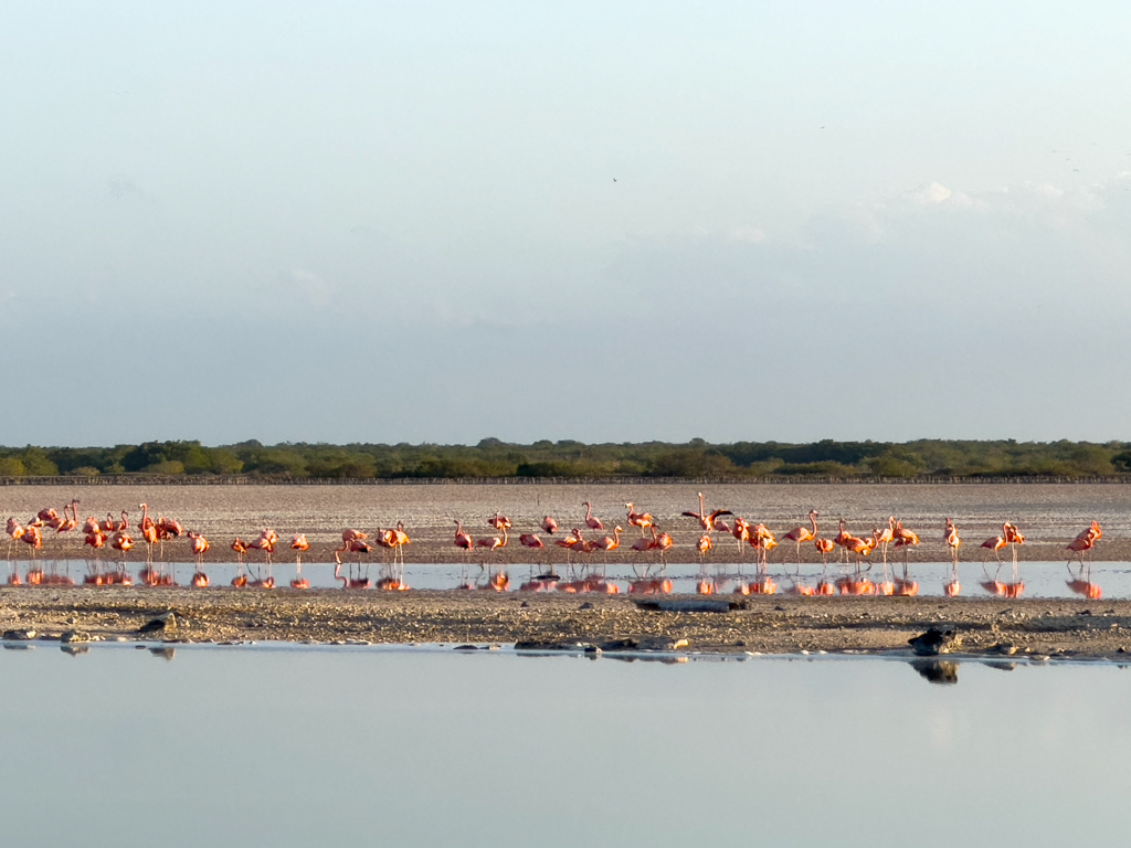 Ein paar Flamingos kurz vor Sonnenuntergang in einer der Lagunen hier bei San Cristobal