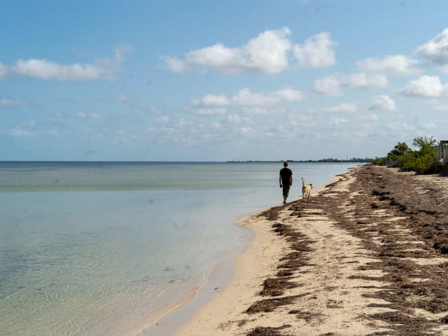 Remy begleitet Jo beim Strandspaziergang